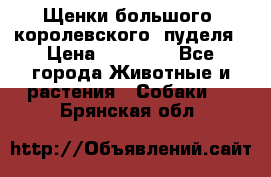 Щенки большого (королевского) пуделя › Цена ­ 25 000 - Все города Животные и растения » Собаки   . Брянская обл.